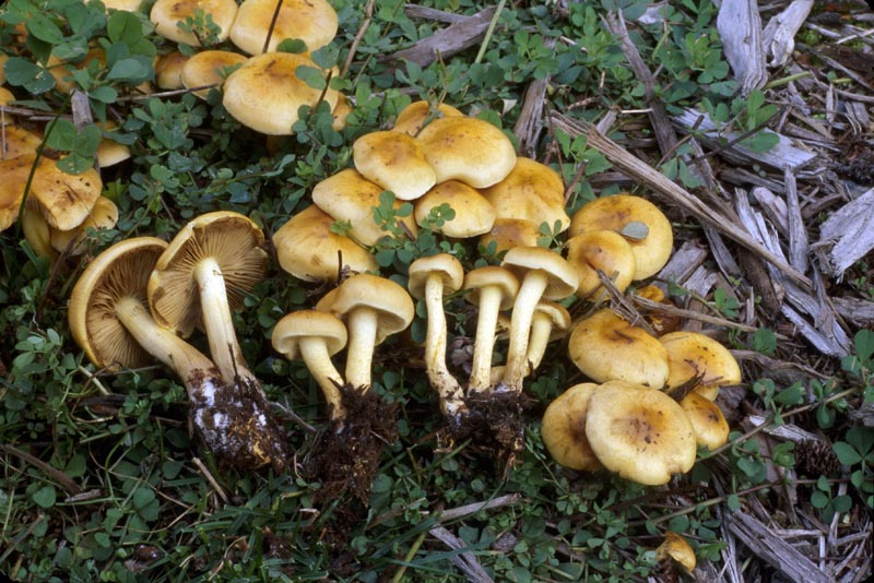 Pholiota spumosa